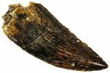 Serrated, Raptor Tooth - Real Dinosaur Tooth #296193-1